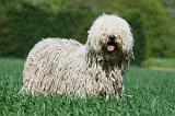 KOMONDOR 073